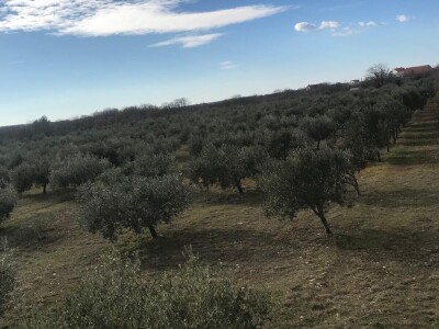 Prodajem maslinik s kamenom kućom, površine cca 3 hekara