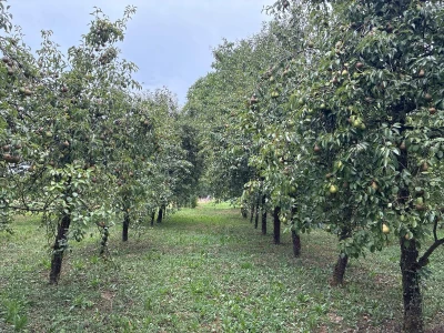 Kruške Viljamovka – domaće, zrele, za preradu – 0,80 €/kg