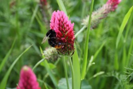 RWA smjesa za cvjetni pojas jesen