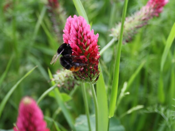 RWA smjesa za cvjetni pojas jesen