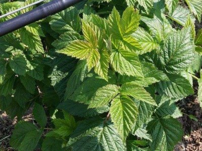 Drip cijev DN16x1,1x33cm