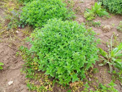 Divlji origano Sadnice (LEKOVIT, ORGANSKI) sa Suve planine