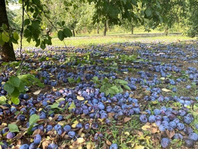 meka šljivova rakija 0612844279