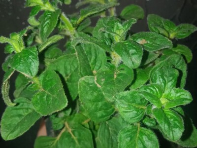 Divlji origano Sadnice (LEKOVIT, ORGANSKI) sa Suve planine