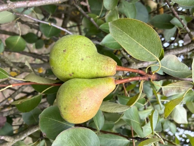 Kruške Viljamovka – domaće, zrele, za preradu – 0,80 €/kg