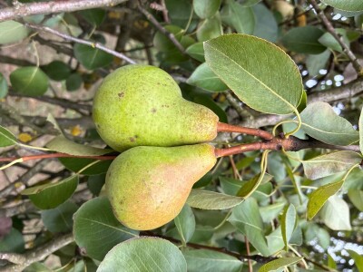 Kruške Viljamovka – domaće, zrele, za preradu – 0,80 €/kg