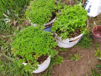 Divlji origano Sadnice (LEKOVIT, ORGANSKI) sa Suve planine