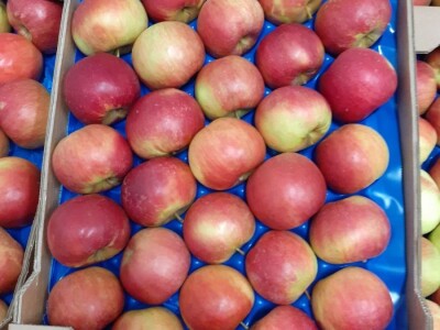 Prodajem jabuke - sorte idared, golden delicious, gala, jonagold, granny smith, topaz