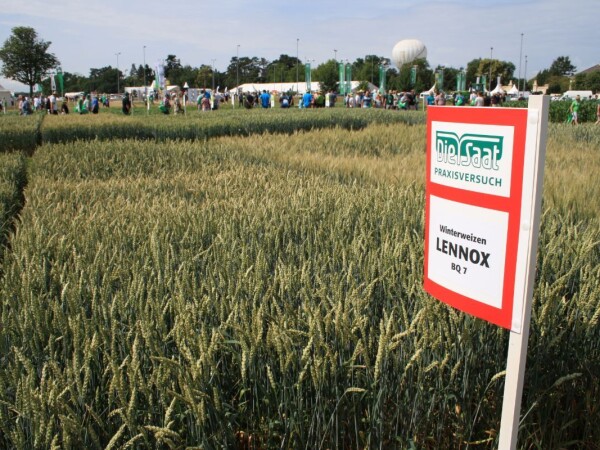 LENNOX - RWA ozimo jara pšenica