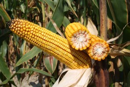 INCLUSIV - RWA hibrid kukuruza