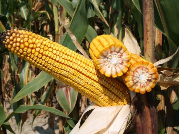 INCLUSIV - RWA hibrid kukuruza