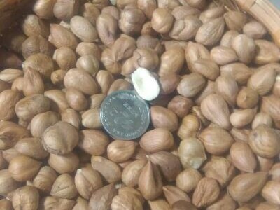 LJEŠNJAK očišćen prodajem