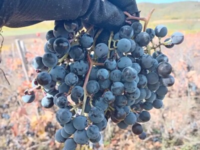 Domaća komova rakija