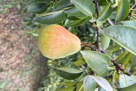 Kruške Viljamovka – domaće, zrele, za preradu – 0,80 €/kg