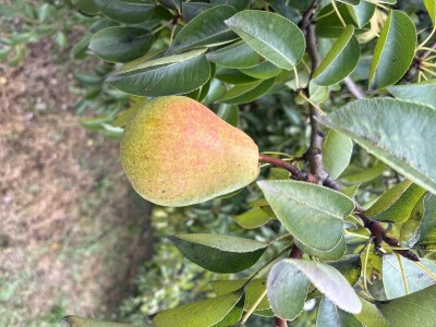 Kruške Viljamovka – domaće, zrele, za preradu – 0,80 €/kg