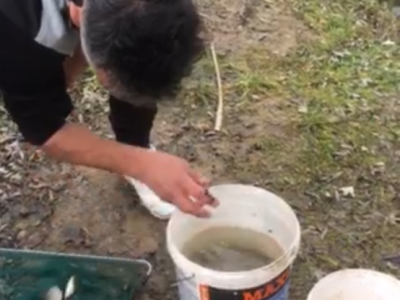 Prodajem mladj sarana