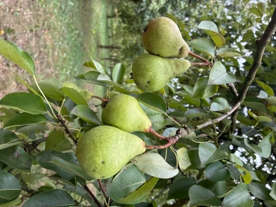 Kruške Viljamovka – domaće, zrele, za preradu – 0,80 €/kg