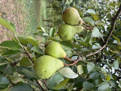 Kruške Viljamovka – domaće, zrele, za preradu – 0,80 €/kg