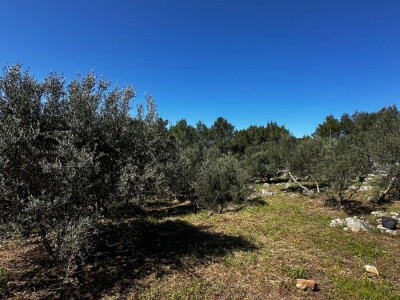 3 šarmantne kućice u masliniku - Čelopike, Blato