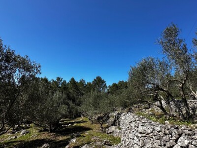 3 šarmantne kućice u masliniku - Čelopike, Blato