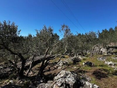 3 šarmantne kućice u masliniku - Čelopike, Blato