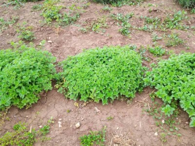 Divlji origano Sadnice (LEKOVIT, ORGANSKI) sa Suve planine