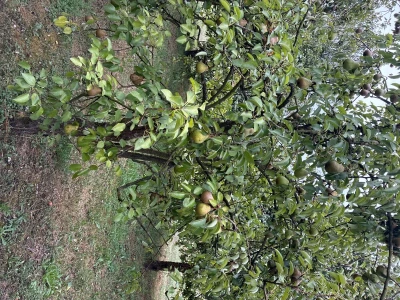 Kruške Viljamovka – domaće, zrele, za preradu – 0,80 €/kg