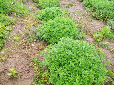 Divlji origano Sadnice (LEKOVIT, ORGANSKI) sa Suve planine