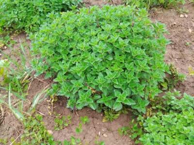 Divlji origano Sadnice (LEKOVIT, ORGANSKI) sa Suve planine