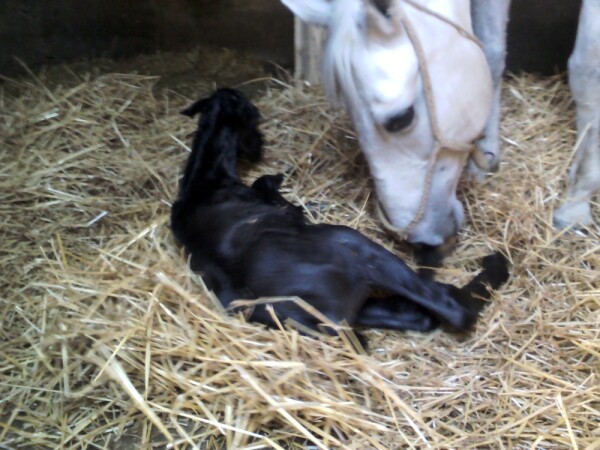 Uzgoj konja lipicanaca