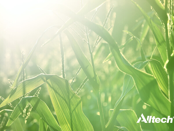 Impro Grain - prirodna rješenja za izdašnije usjeve