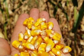 INCLUSIV - RWA HIBRID KUKURUZA