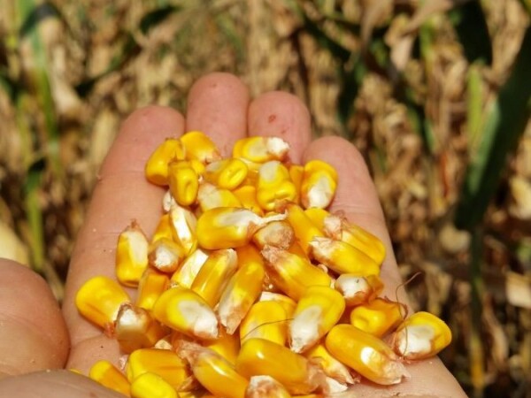 INCLUSIV - RWA HIBRID KUKURUZA