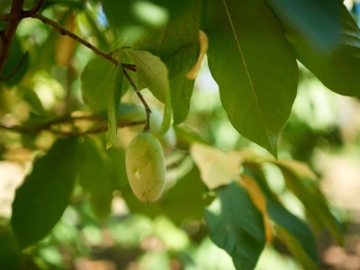 Indijanska banana