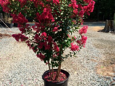 Toskanski Cempres Bambus Indijski Jorgovan Judino Drvo Toskanski Totemski Talijanski Uski Uspravni Stožasti Cempresi Indijski Kineski Jorgovan Judino Drvo Šarenolisni Drijen