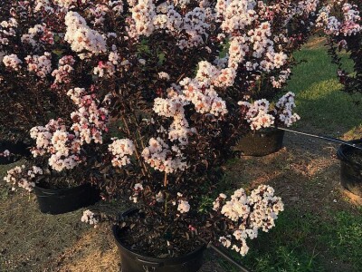 Toskanski Cempres Bambus Indijski Jorgovan Judino Drvo Toskanski Totemski Talijanski Uski Uspravni Stožasti Cempresi Indijski Kineski Jorgovan Judino Drvo Šarenolisni Drijen