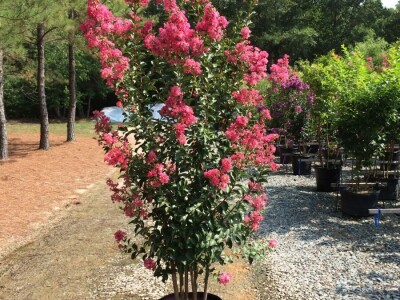 Toskanski Cempres Bambus Indijski Jorgovan Judino Drvo Toskanski Totemski Talijanski Uski Uspravni Stožasti Cempresi Indijski Kineski Jorgovan Judino Drvo Šarenolisni Drijen