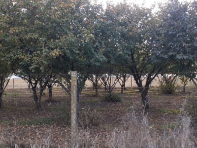 Izdajem voćnjak lešnika u punom rodu(2 jutra),900E/godišnje