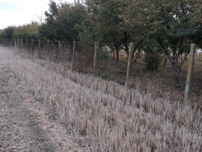 Izdajem voćnjak lešnika u punom rodu(2 jutra),900E/godišnje