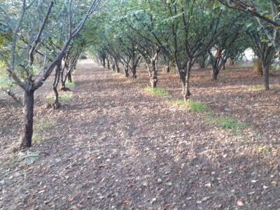Izdajem voćnjak lešnika u punom rodu(2 jutra),900E/godišnje