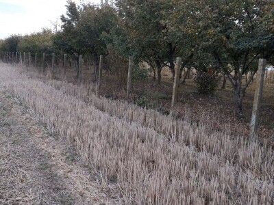 Izdajem voćnjak lešnika u punom rodu(2 jutra),900E/godišnje