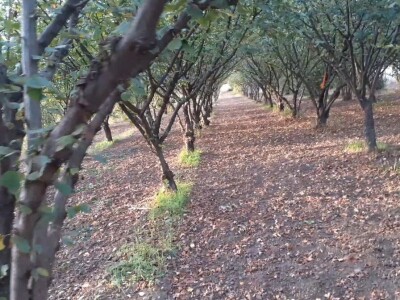 Izdajem voćnjak lešnika u punom rodu(2 jutra),900E/godišnje