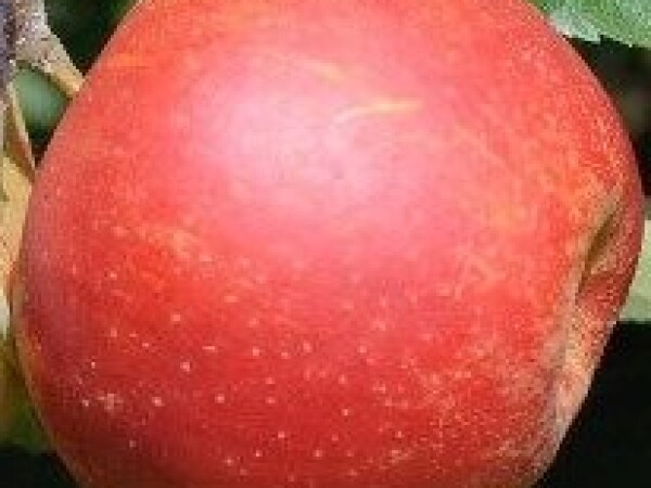 Jabuka – Red elstar -sadnice