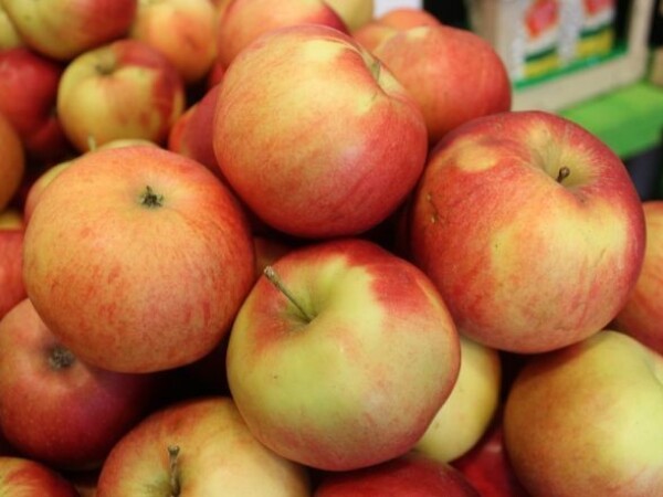 JABUKA ZA PRERADU/INDUSTRIJSKA