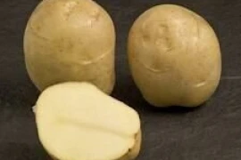 Jaerla 28/35, 10kg poly vreća