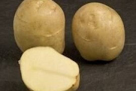 Jaerla 28/35, 10kg poly vreća