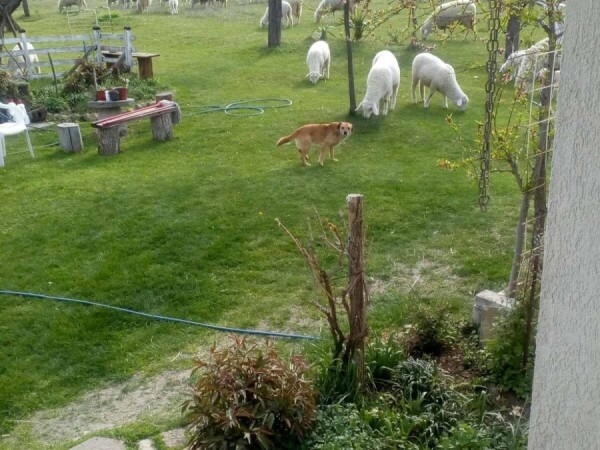 Jagnjad muška i ženska