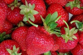 Jagoda - sorta Senga sengana - kontejnerske sadnice