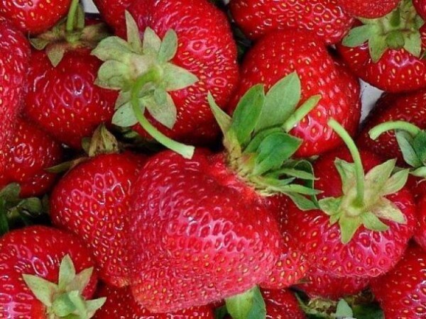 Jagoda - sorta Senga sengana - kontejnerske sadnice