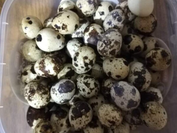 Prodaja japanskih prepelica